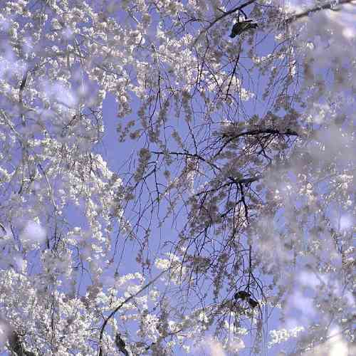 امید مهدیزاده مستم من امشبو ساقی کجایی من خمارم ساقیا پیمانه